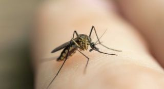 O perigo da dengue aumenta nesta época do ano.